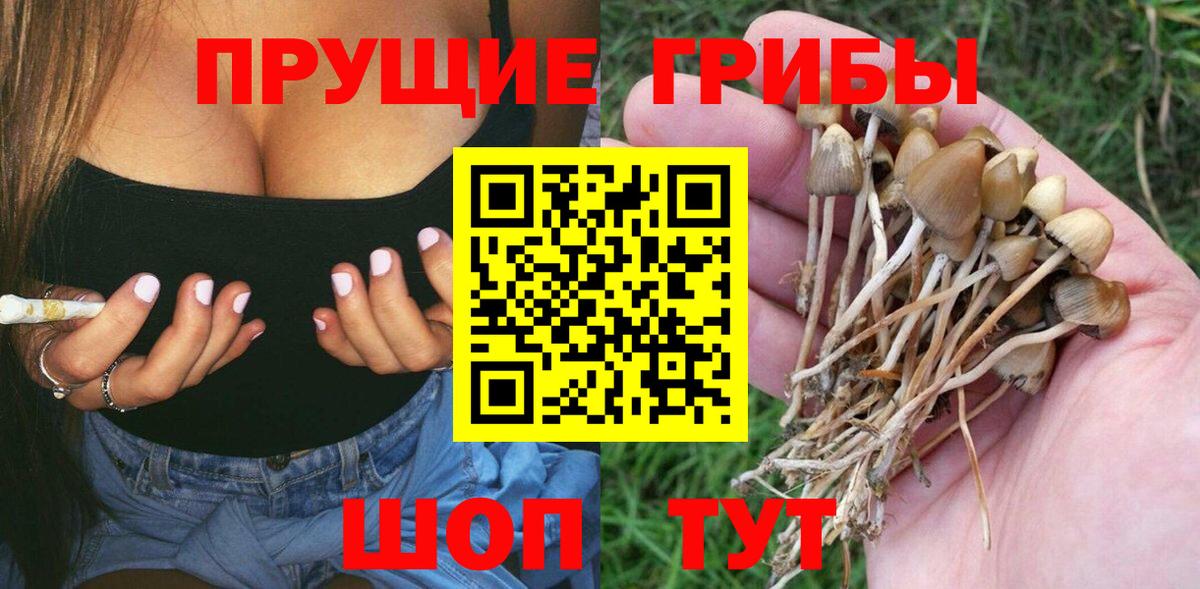 Псилоцибиновые грибы Cubensis Торжок